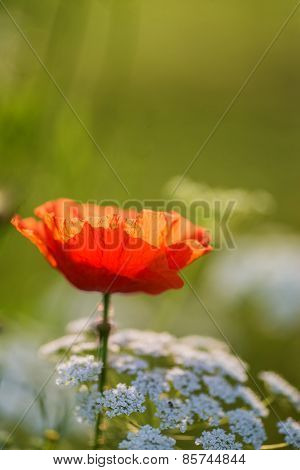 Beautiful Poppy Image For Rememberence Day