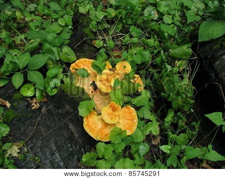 mushrooms on a tree