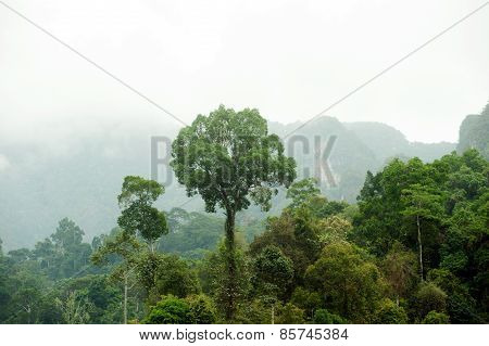 Tree In Forest At Cheow Larn Lake In Ratchaprapa Dam In Thailand.