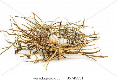 Bird Eggs And Net, Nest Zebra Dove (geopelia Striata).