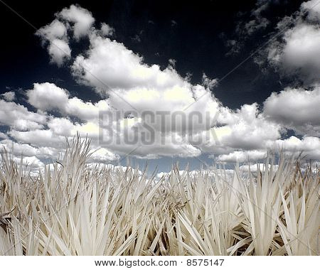 Infared herbe