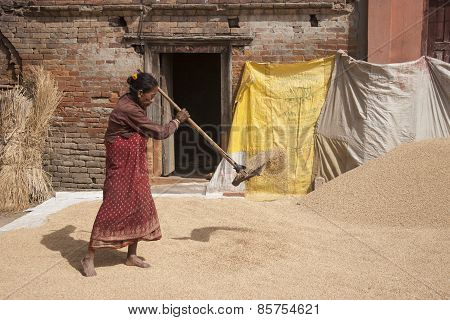 Woman Threshing Grain
