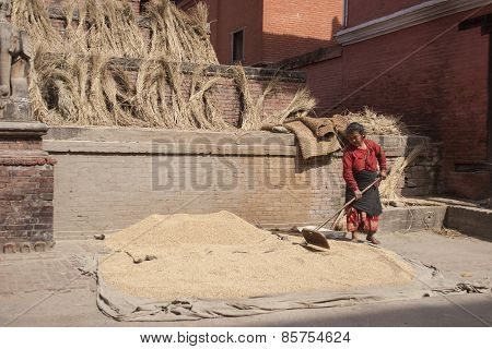 Woman Threshing Grain