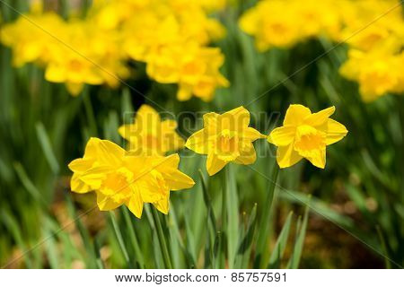 Yellow Daffodils In The Garden In Early Spring