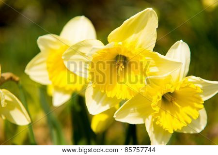 Yellow Daffodils In The Garden In Early Spring