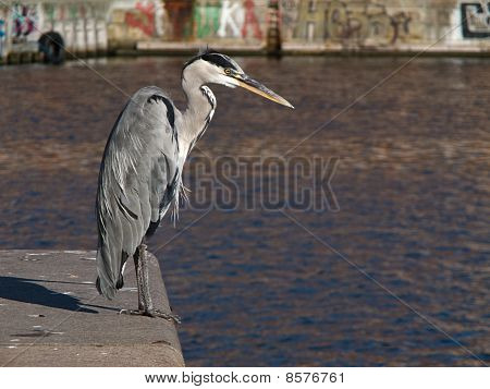 Blauwe reiger, Ardea cinerea in de haven van