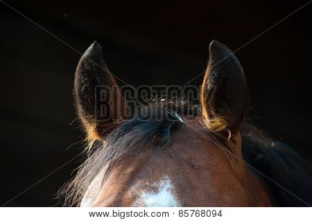 Ears brown horse close-up on a dark background