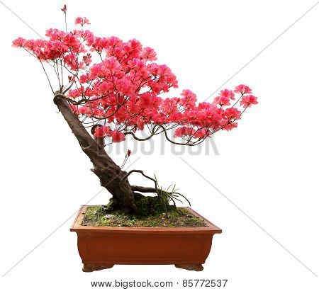 Red Azalea Bonsai Isolated On White Background