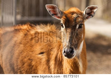The nilgai