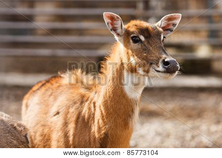 The nilgai