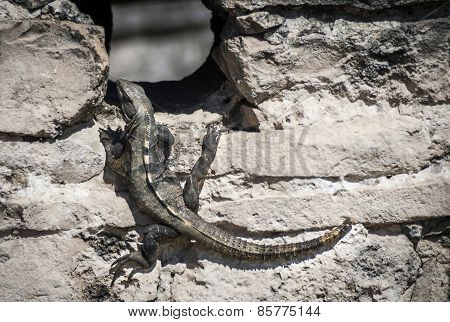 Ctenosaura Similis