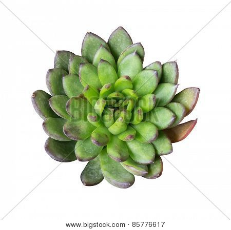 Miniature succulent plants