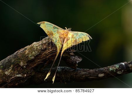 Beautiful Malaysian Moon Moth (actias Maenas)