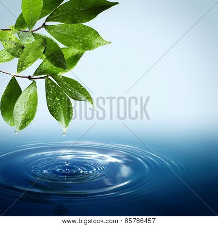 Wet leaves and drops falling in water