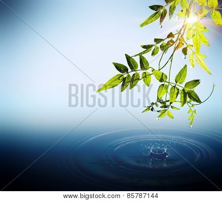 Foliage and drops falling in water with sunbeams