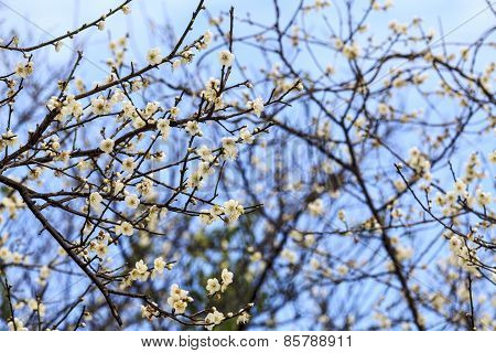 Plum Blossom Under The Clear Sky