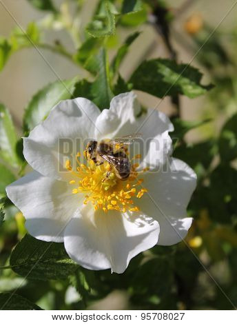 Bee On A Flower Of Wild Rose