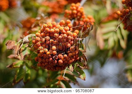 Ashberry Bunch, Closeup