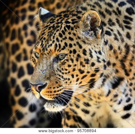 Leopard