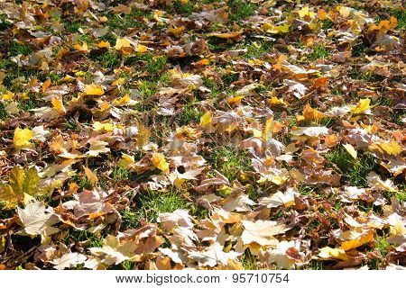 Fallen Leaves