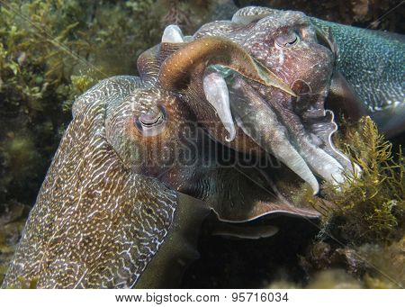 Cuttlefish Mating