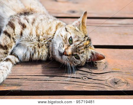 Tabby cat lying on a wood, bright colours