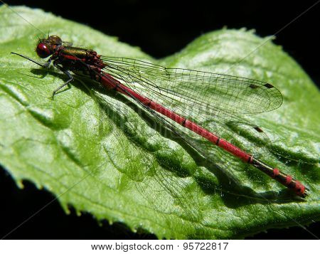 Large Red Damselfly