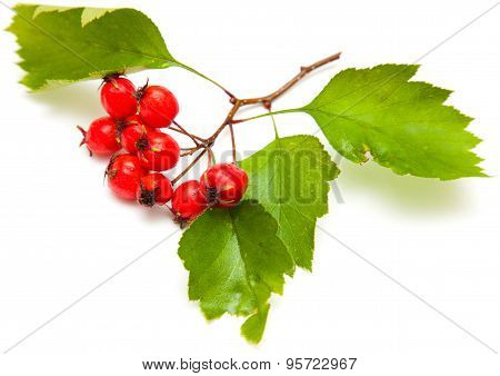 Hawthorn
