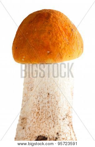 Redcap Mushroom