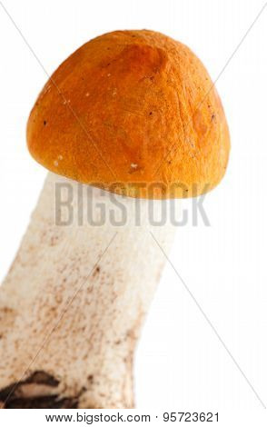 Redcap Mushroom