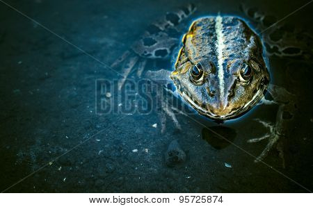 Frog In The Water