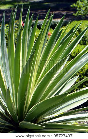 Century Plant. Latin name Agave americana 'Variegata'