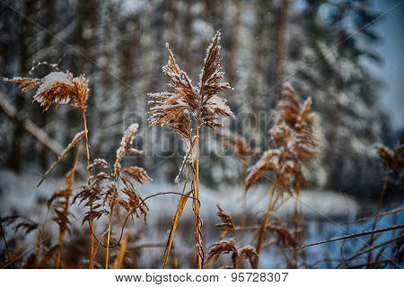 Reeds On Frozen Pond