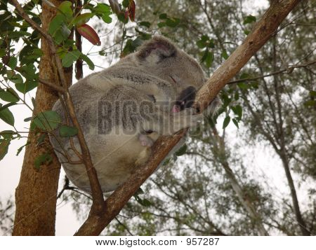 Dormir Koala