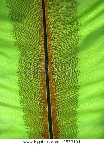 Fern närbild
