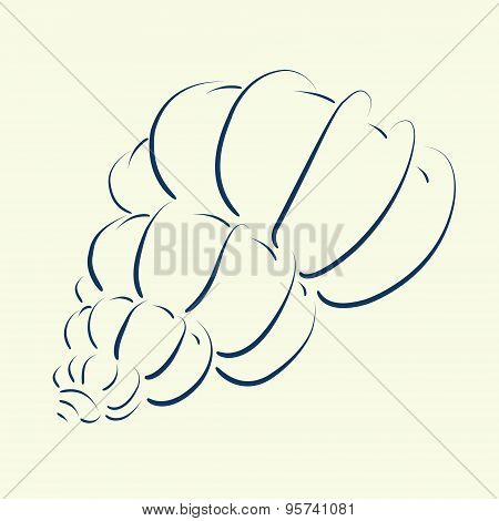 Elegant hand drawn seashell sketch. Decorative element. Vector illustration.