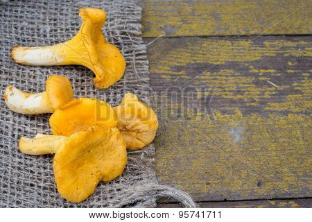 Cantharellus Cibarius, Commonly Known As The Chanterelle, Golden Chanterelle Or Girolle, Is A Fungus