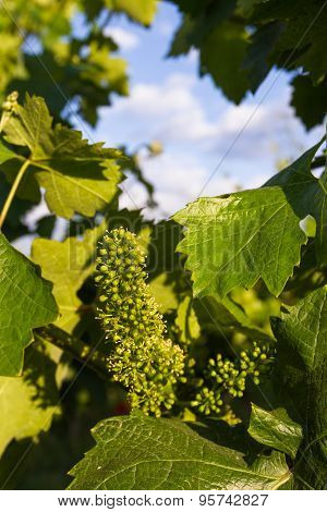Tiny Grapes On A Vine