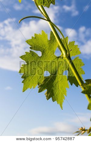 Grape Leaf