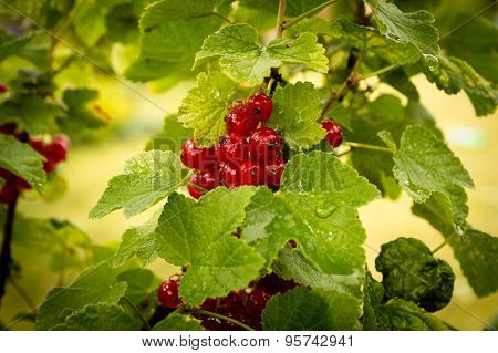 Redcurrant branch - Ribes rubrum