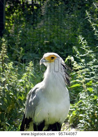 Secretarybird in garden
