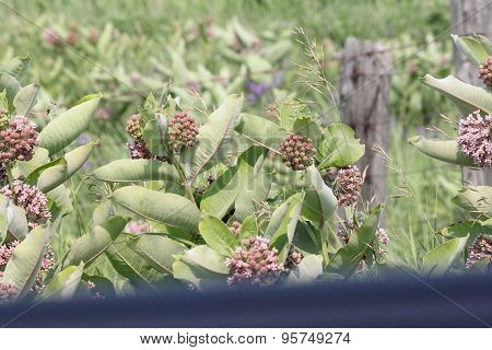 Milkweed Plant, Flowering