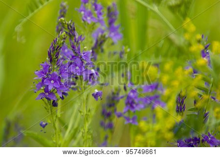 Flowers Veronica