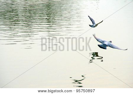 Freedom