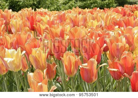 Field of Flowers