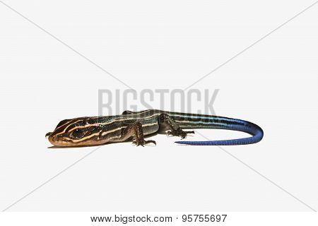 Skink
