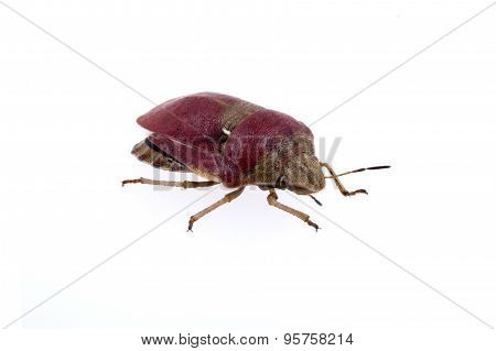 Sloe Bug On White Background