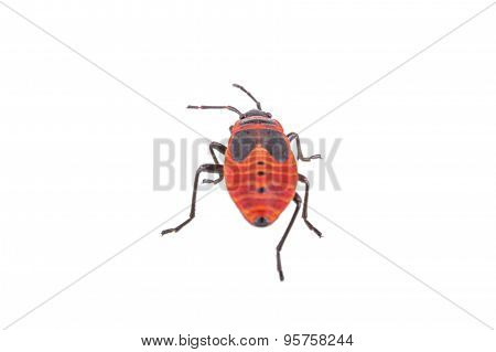 Firebug On White Background