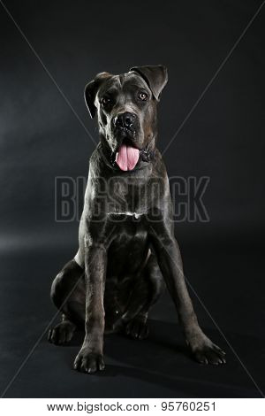 Cane corso italiano dog on black background