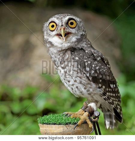 Spotted Owlet Or Athene Brama Bird